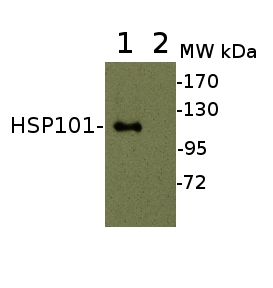western blot using anti-HSP101 antibodies